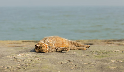 Funny grey cat on the beach against the sea.