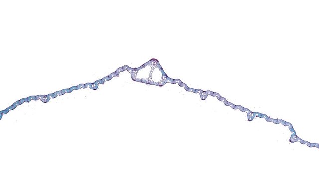 paddy leaf - cross section cut under the microscope &ndash; microscopic view of plant cells for botanic education