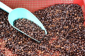 Coffee beans in green spoon,Processed coffee selection.