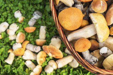 Basket of porcini and brown cap boletus mushrooms on green grass