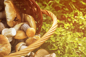 Basket of porcini and brown cap boletus mushrooms on green grass