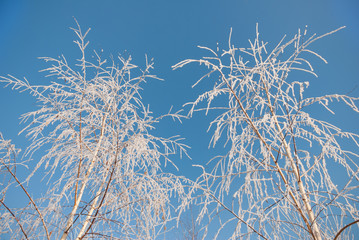 Hoar frost on trees on blue sky background. Winter landscape.