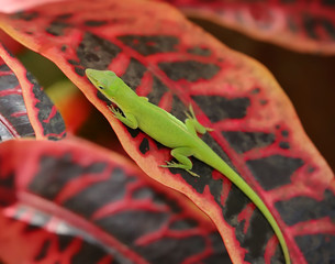 Green anole lizard resting on colorful Spotlight croton leaves makes a distinct contrast in colors. © Jillian Cain