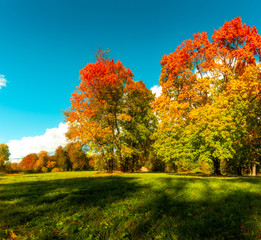 Fototapeta premium autumn day