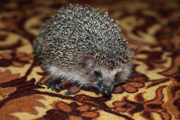beautiful hedgehog close-up