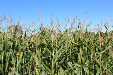 Corn field under a beautiful blue sky, Behind this is a corn maze where kids are running around and getting lost.