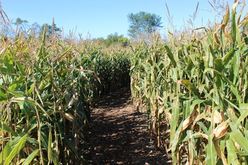 The entrance to a corn maze,Tall corn stalks in rows make a corn maze very confusing to get in and out