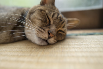 窓辺でくつろぐ猫