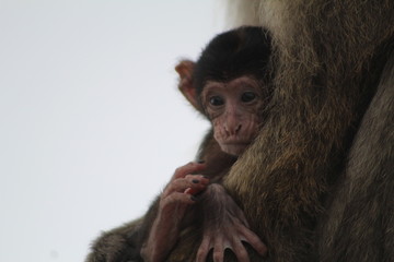 wilde Tiere