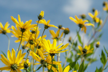 Yellow flowers on background of blue sky, summer