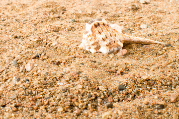 Sea shell found on the sand on the beach in Greece