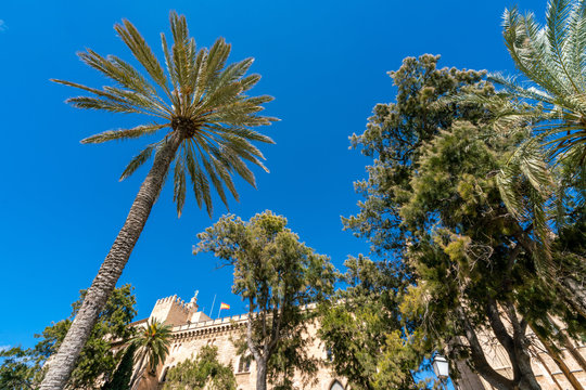 Palmen in Palma