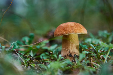 Fall mushroom in the forest on the grass in the sun