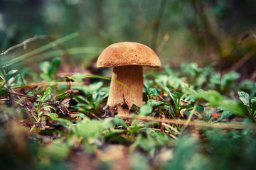 Cep Mushroom Growing in Autumn Forest. Boletus. Mushroom picking