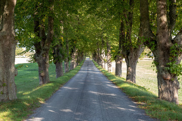 Fototapeta na wymiar country road with tree lined.