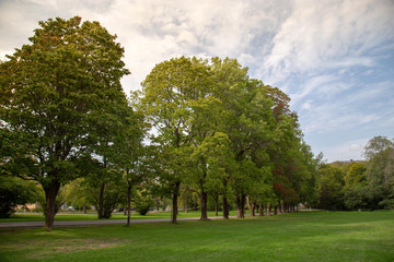 Green tree in city park.