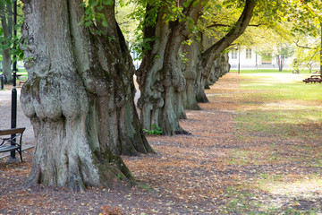 Tree lined in city park.