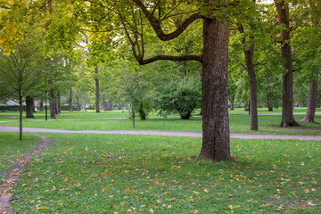 Green tree in city park