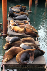 Sea Lions resting on docks