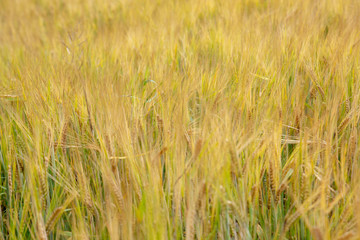 Wheat field background.