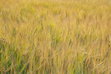 Wheat field background.