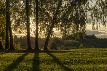 Golden sunset and clouds through birch trees