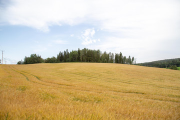 Fototapeta na wymiar Wheat field for editing image.