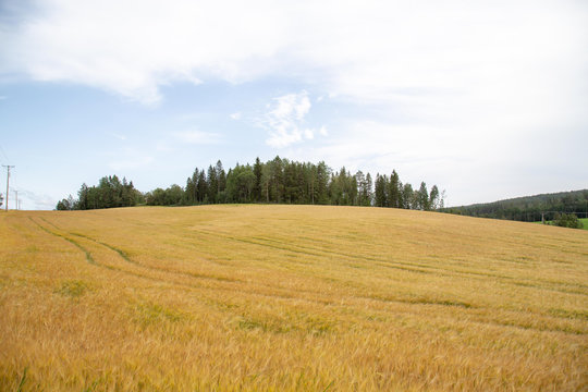 Wheat field for editing image.