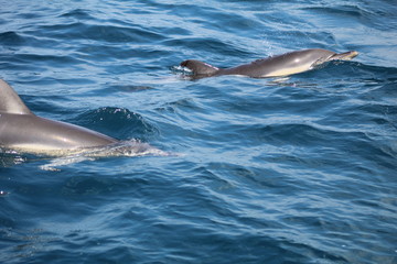 Obraz premium wilde Tiere