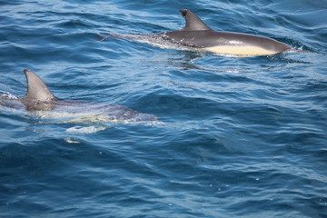 Fototapeta premium wilde Tiere