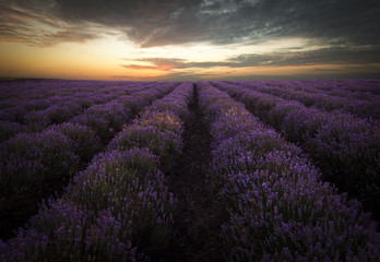 Fototapeta na wymiar Lavender Field at Sunrise