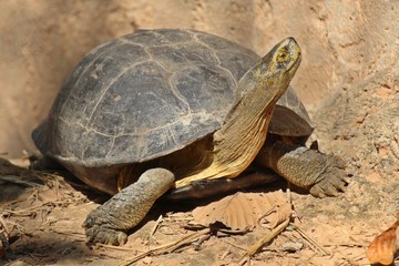 Animal,  it is in KAO SUAN KWANG zoo for people see,  at KHON KAEN province THAILAND.