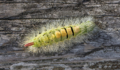 buchen streckfuß auf holz