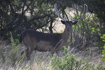 brown fallow buck portrait