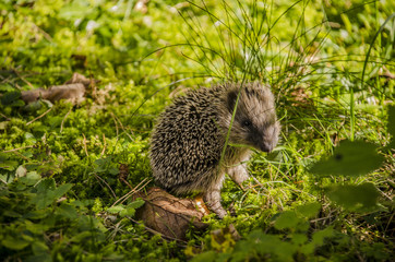 Hedgehog sitting in the grass