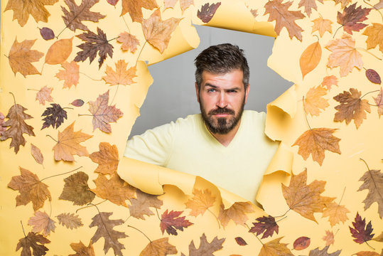 Cheerful man rejoices in autumn sales. Attractive young man in seasonal clothes with golden leaf. Autumn boy preparing for Autumn sale. Handsome funny male with background board for Copyspace.