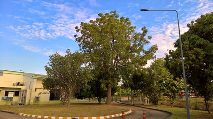 Naklejka premium A way out under a great tree