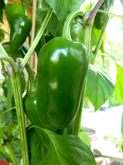 Close up of a ripening green Pepper