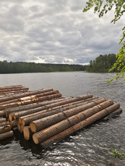 Logs at lake shore in summer