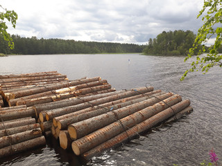 Logs at lake shore in summer