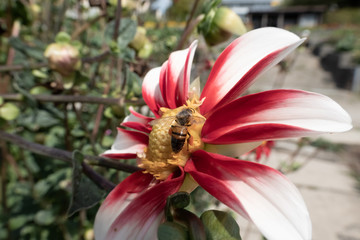 Obraz na płótnie Canvas Bumble bee getting pollen from the exuberant variety of garden flowers in the summer, Zurich, Switzerland