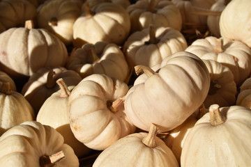 Pumpkin, hokaido, at outdoor farmer market, Öland, Sweden