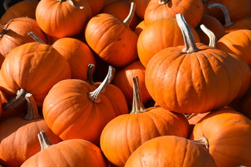 Pumpkin, hokaido, at outdoor farmer market, Öland, Sweden