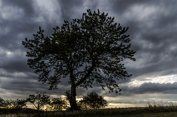 Fototapeta premium Silhouette of a tree at a dramatic sunset