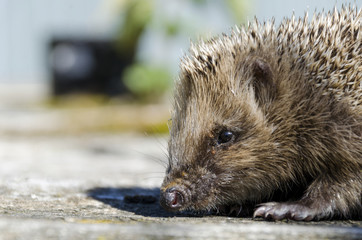 Sniffing hedgehog