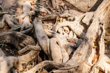 Very knotted roots