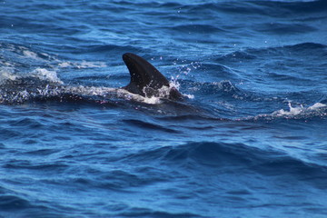 Obraz premium wilde Tiere