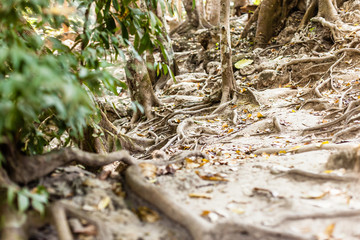 Jungle vines on ground