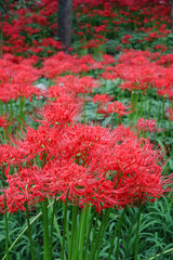 彼岸花　巾着田　埼玉県日高市