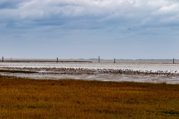Coastline at the mudflats